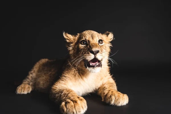 Adorable lionceau couché isolé sur noir — Photo de stock