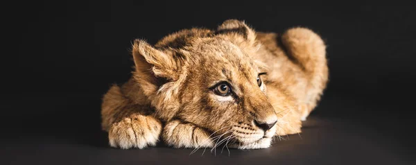 Entzückendes Löwenjunges liegt isoliert auf schwarzem, panoramischem Foto — Stockfoto
