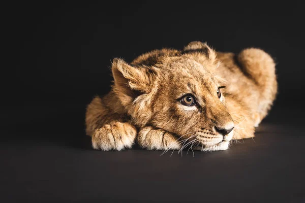 Adorable lion cub lying isolated on black — Stock Photo