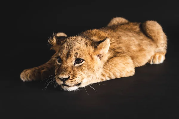 Adorable lion cub lying isolated on black — Stock Photo