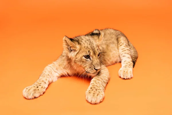 Cute lion cub lying on orange background — Stock Photo