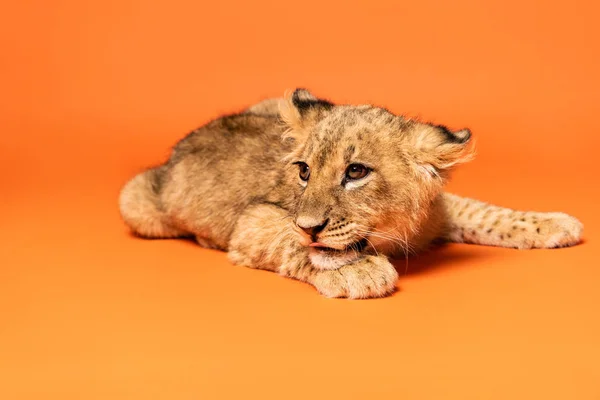 Carino leone cucciolo sdraiato su sfondo arancione — Foto stock