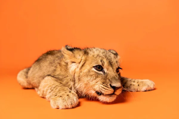 Cute lion cub lying on orange background — Stock Photo