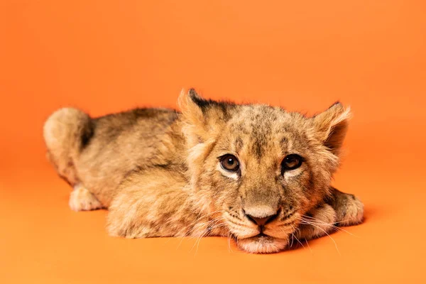 Carino leone cucciolo sdraiato su sfondo arancione — Foto stock