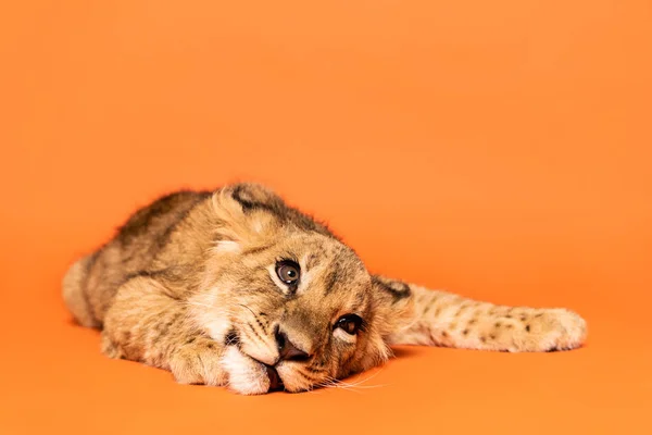 Bonito leão filhote deitado no fundo laranja — Fotografia de Stock