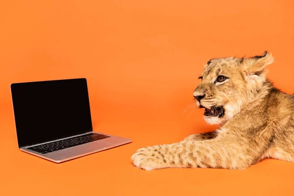 Lindo cachorro de león acostado cerca de la computadora portátil con pantalla en blanco sobre fondo naranja - foto de stock