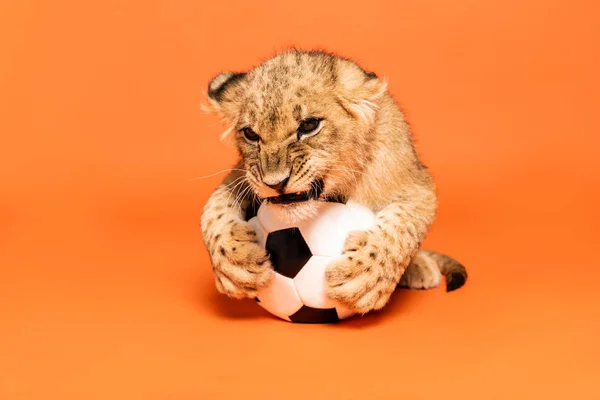 Carino leone cucciolo sdraiato rosicchiare pallone da calcio su sfondo arancione — Foto stock