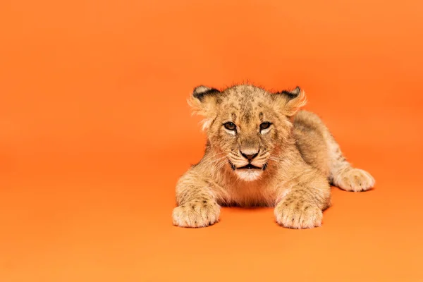 Niedliches Löwenjunges liegt auf orangefarbenem Hintergrund — Stockfoto