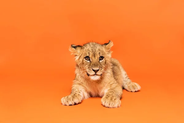 Lindo cachorro de león acostado sobre fondo naranja - foto de stock