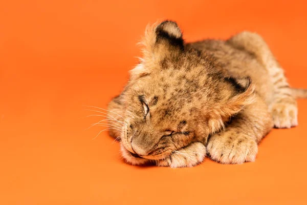 Carino cucciolo di leone sdraiato con gli occhi chiusi su sfondo arancione — Foto stock