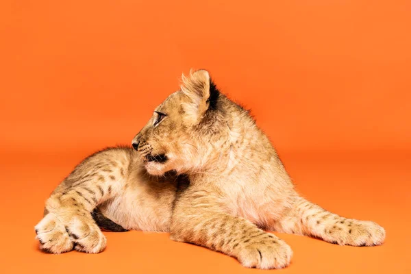 Lindo cachorro de león acostado sobre fondo naranja - foto de stock