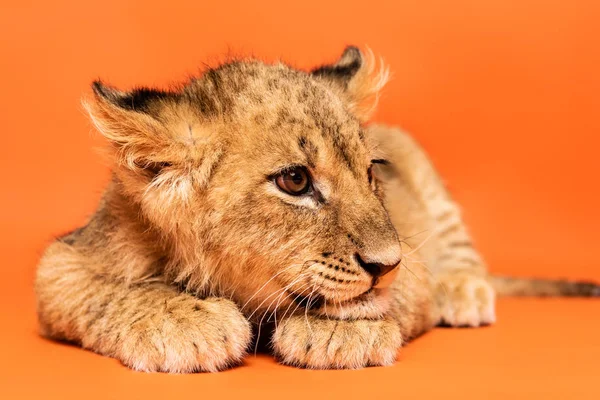 Милый львенок лежит на оранжевом фоне — стоковое фото