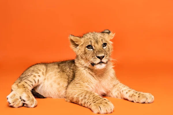 Carino leone cucciolo sdraiato su sfondo arancione — Foto stock