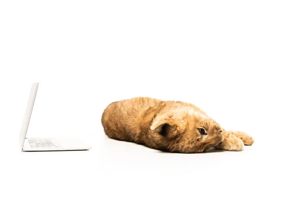 Carino cucciolo di leone sdraiato vicino laptop isolato su bianco — Foto stock