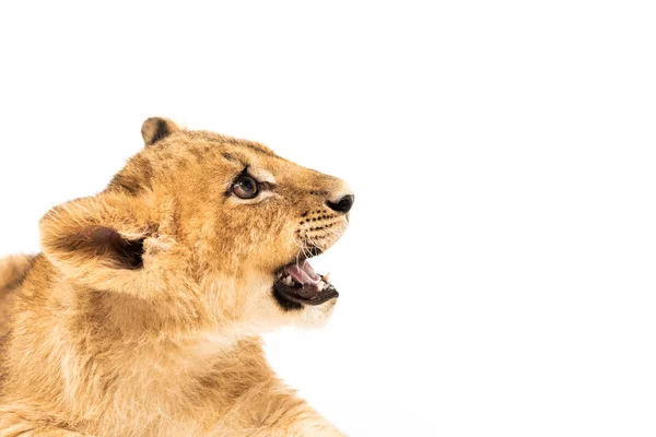 Adorabile cucciolo di leone con ganasce aperte isolate su bianco — Foto stock