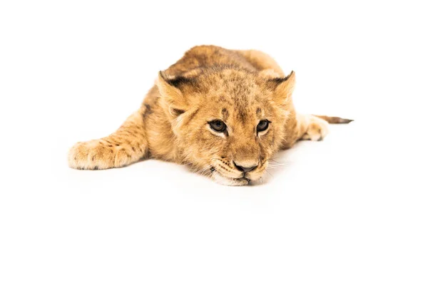 Filhote de leão adorável deitado isolado no branco — Fotografia de Stock