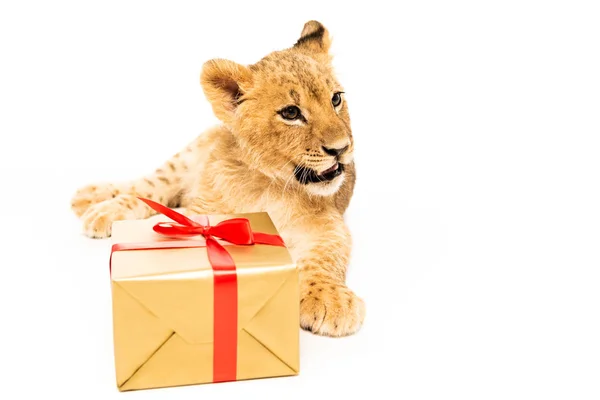 Lindo cachorro de león cerca de regalo de oro con cintas rojas aisladas en blanco — Stock Photo
