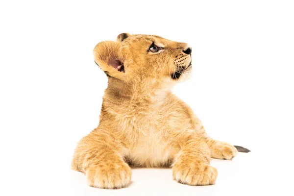 Carino cucciolo di leone sdraiato e guardando lontano isolato su bianco — Foto stock