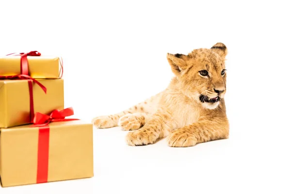 Cute lion cub near golden gifts with red ribbons isolated on white — Stock Photo