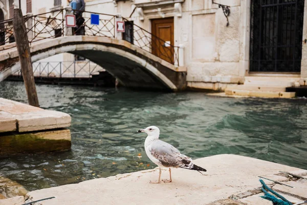 Selective focus of seagull and bridge above canal on background in Venice, Italy — Stock Photo
