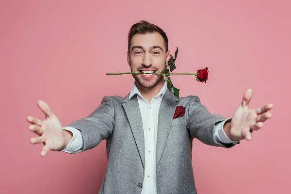 Hombre feliz en traje sosteniendo rosa roja en los dientes con los brazos abiertos, aislado en rosa - foto de stock