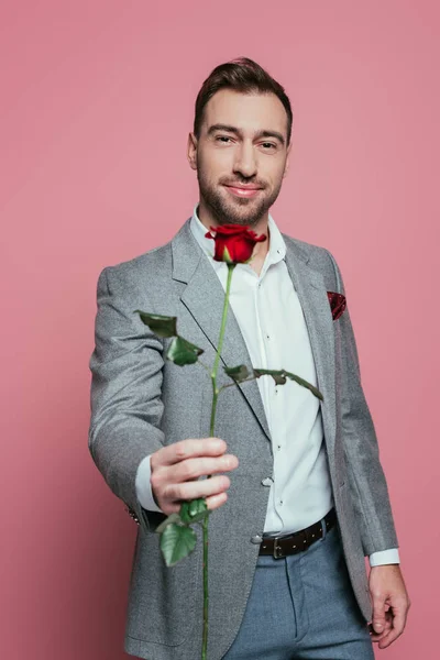 Бородатий позитивний чоловік у костюмі тримає червону троянду, ізольований на рожевому — стокове фото