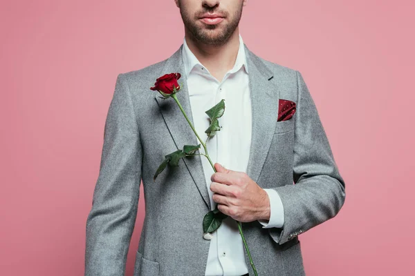 Cropped view of man in suit holding red rose flower, isolated on pink — Stock Photo