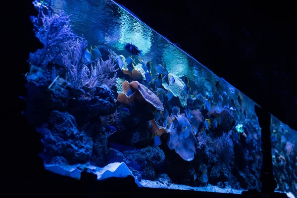 Fische schwimmen unter Wasser im Aquarium mit blauer Beleuchtung — Stockfoto