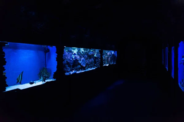 Fishes swimming under water in aquariums with blue lighting in oceanarium — Stock Photo