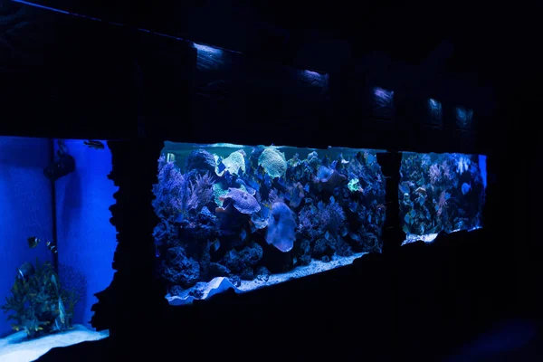 Рыбы плавают под водой в аквариумах с голубым освещением — стоковое фото
