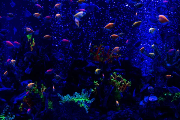 Рыбы плавают под водой в аквариуме с неоновым освещением — стоковое фото