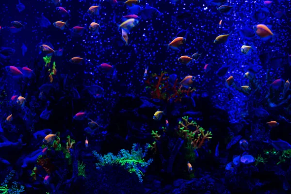 Fishes swimming under water in aquarium with neon lighting — Stock Photo
