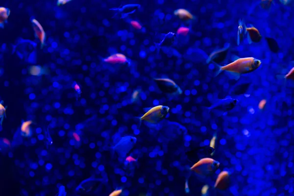 Fische schwimmen unter Wasser im Aquarium mit blauer Beleuchtung — Stockfoto