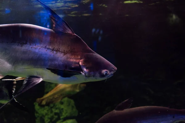 Fische schwimmen unter Wasser im Aquarium — Stockfoto
