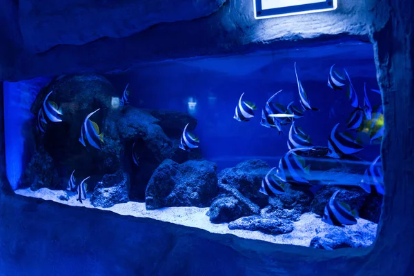 Peces nadando bajo el agua en el acuario con iluminación azul y piedras - foto de stock
