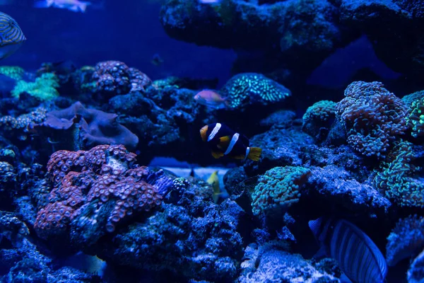 Peces nadando bajo el agua en acuario con corales - foto de stock