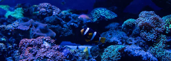 Fish swimming under water in aquarium with corals, panoramic shot — Stock Photo