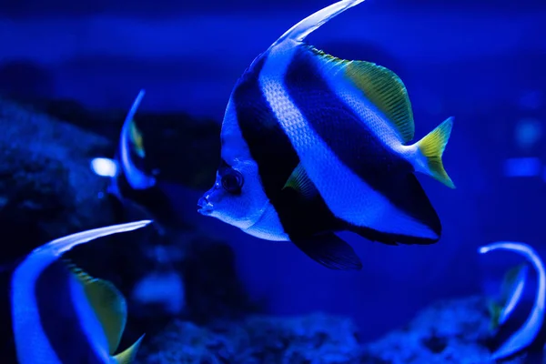 Nahaufnahme gestreifter Fische, die unter Wasser im Aquarium mit blauer Beleuchtung schwimmen — Stockfoto