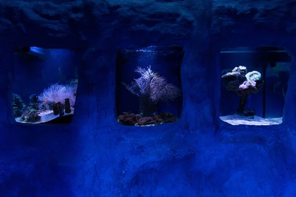 Quadratische Aquarien mit blauer Beleuchtung im Ozeanarium — Stockfoto