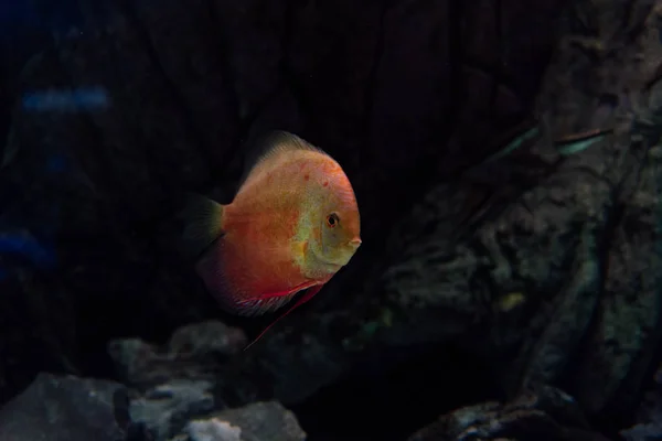 Peces dorados nadando bajo el agua en el acuario - foto de stock