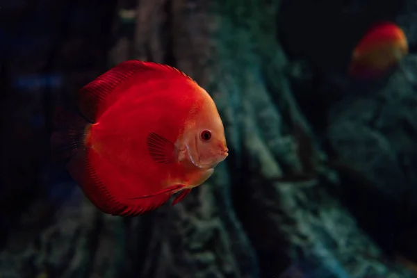 Peces dorados nadando bajo el agua en el acuario - foto de stock