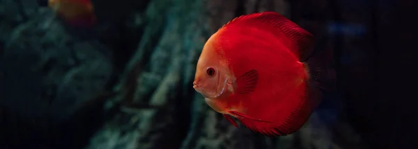 Goldfische schwimmen unter Wasser im Aquarium, Panoramaaufnahme — Stockfoto