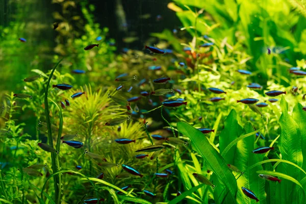 Kleine Fische schwimmen unter Wasser zwischen grünen Algen im Aquarium — Stockfoto