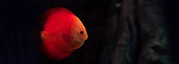 Rote Fische schwimmen unter Wasser im dunklen Aquarium, Panoramaaufnahme — Stockfoto