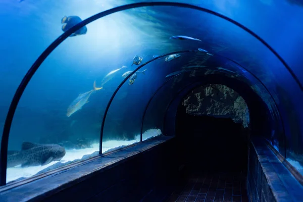 Peces nadando bajo el agua en el acuario con iluminación azul - foto de stock