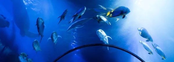 Рыбы плавают под водой в аквариуме с голубым освещением, панорамный снимок — стоковое фото