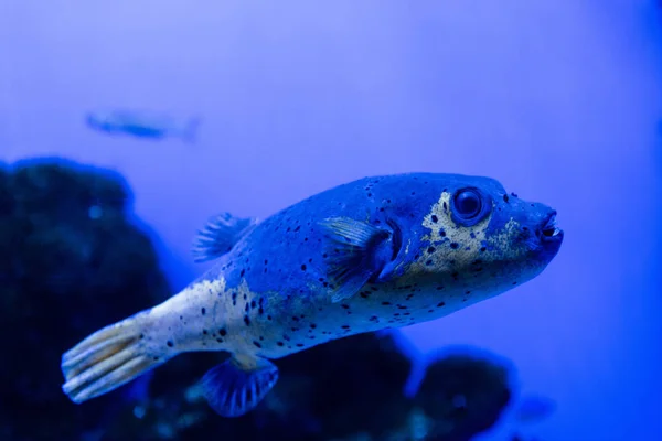Риба плаває під водою в акваріумі з блакитним неоновим освітленням — стокове фото