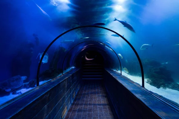 Риби, що плавають під водою в акваріумі над проходом з синім освітленням — стокове фото