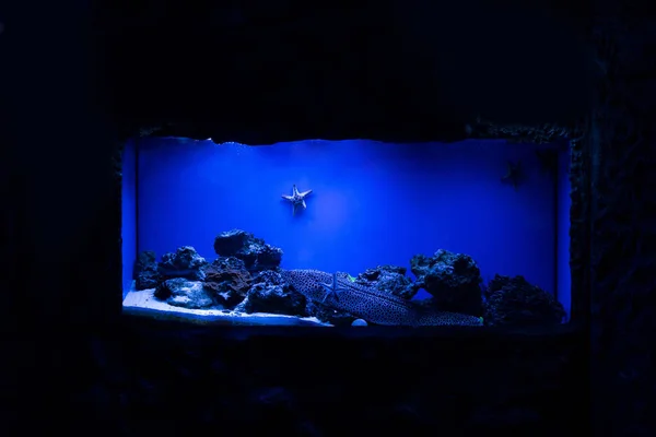 Fish swimming under water near starfishes and corals in aquarium with blue lighting — Stock Photo