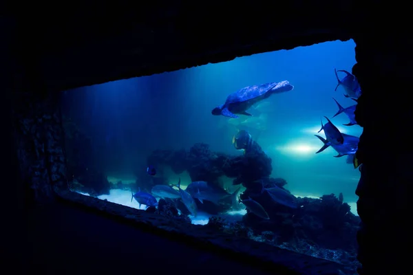 Peixes nadando debaixo de água em aquário com iluminação azul — Fotografia de Stock